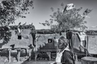 reportage tauben 20210801