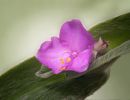 spiderwort