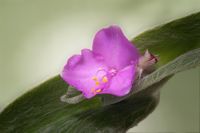 spiderwort