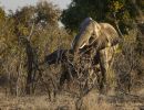 threatening elephant