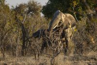 threatening elephant