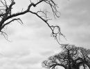 touching trees