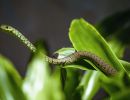 wildlife bush snake 20210801