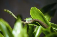 wildlife bush snake 20210801