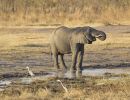 young elephant