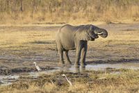 young elephant