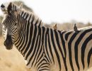 zebra