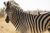 zebra