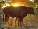 zimbabwe cattle 20210801