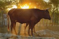 zimbabwe cattle 20210801